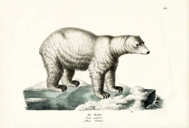 Oso polar, 1824
